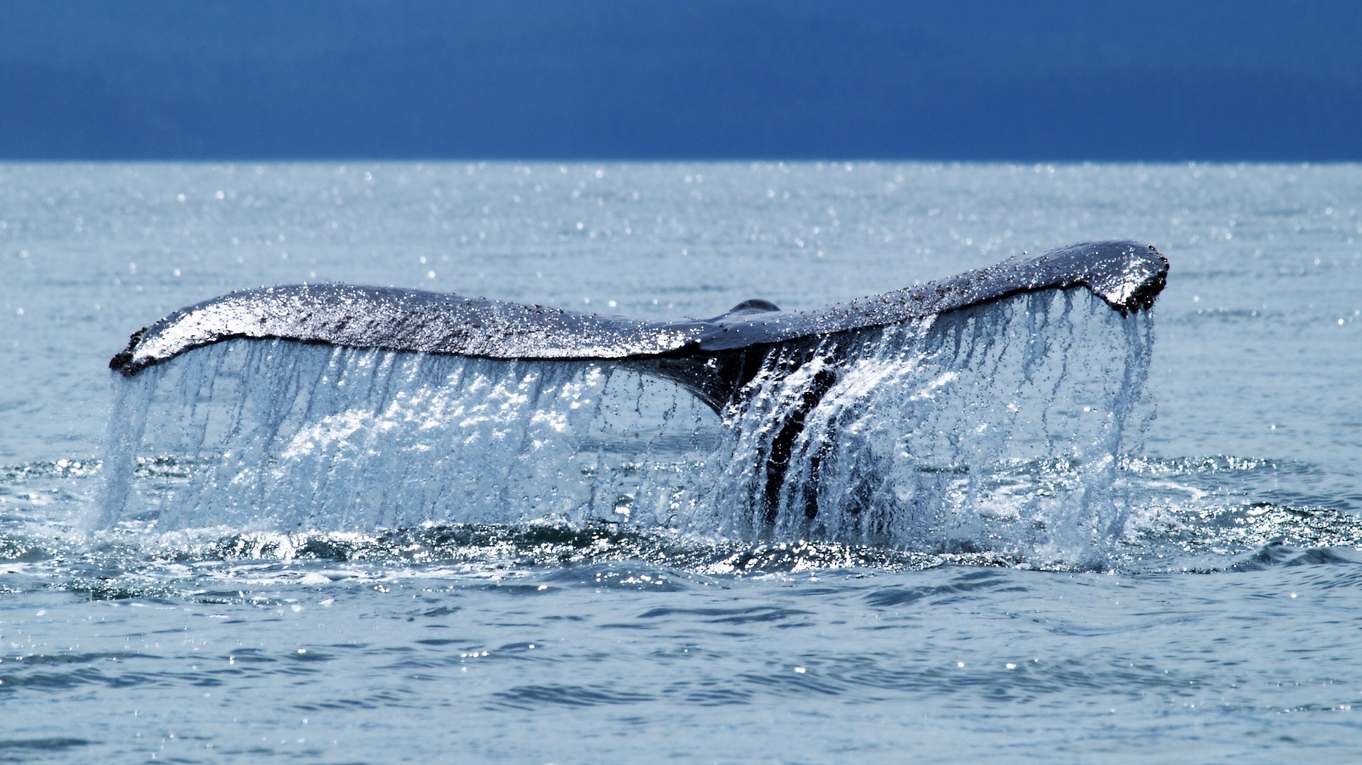Humpback Whale Fluke